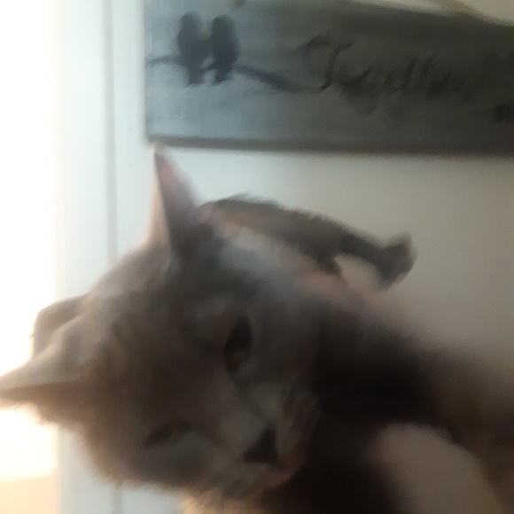 Meet your Posher, Logan - Picture 1 of 1